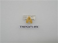 藏品(鉤弧紋豔苔蛾)的圖片